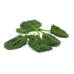 KI generiert: Das Bild zeigt einen violetten Kohlrabi mit grünen Blättern. Der Kohlrabi liegt auf einem weißen Hintergrund.