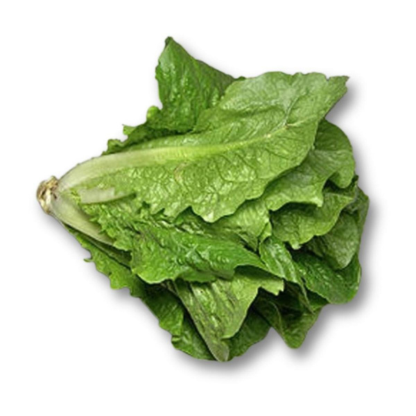 Produktfoto zu Romana-Salat vom Trantenrother Hof