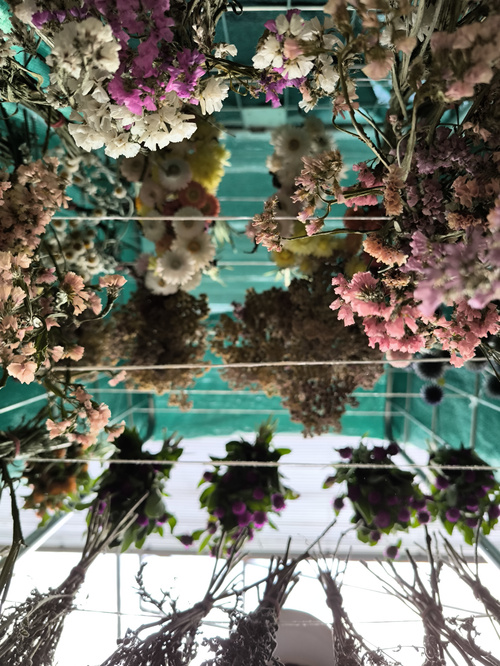 KI generiert: Mehrere Bündel bunter Trockenblumen hängen kopfüber von Drähten.