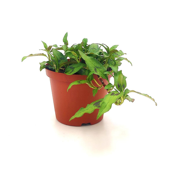 Produktfoto zu Vietnamesischer Koriander im Topf