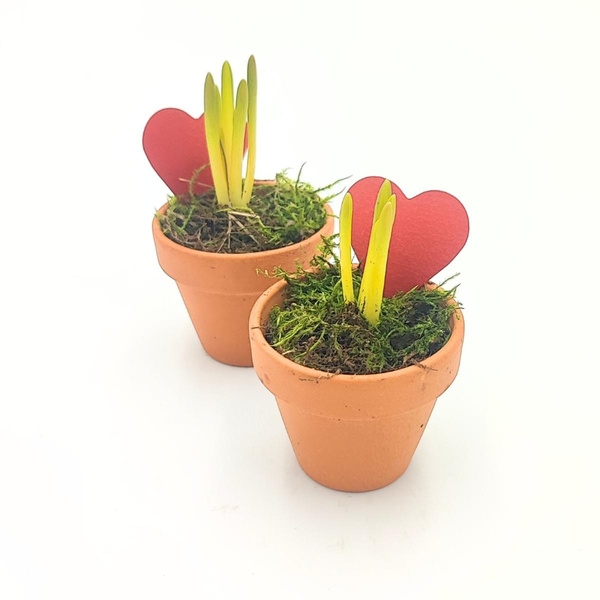 Produktfoto zu Traubenhyazinthe im kleinen Tontopf vom Klosterberghof