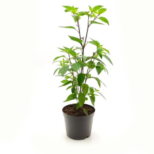 Produktfoto zu Balkongemüse Chili Lila Luzi im Topf vom Klosterberghof