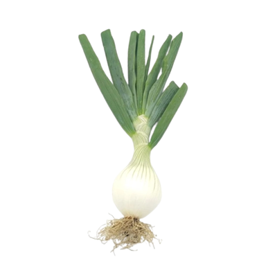 Produktfoto zu große Gemüsezwiebel (350g+))