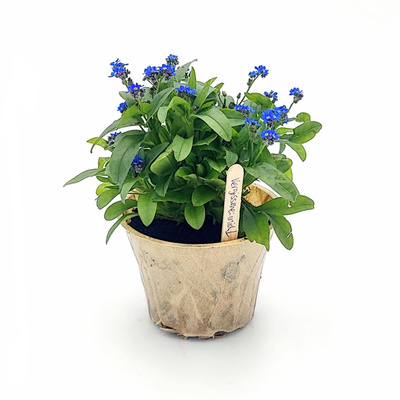 Produktfoto zu Vergissmeinnicht im Topf vom Klosterberghof