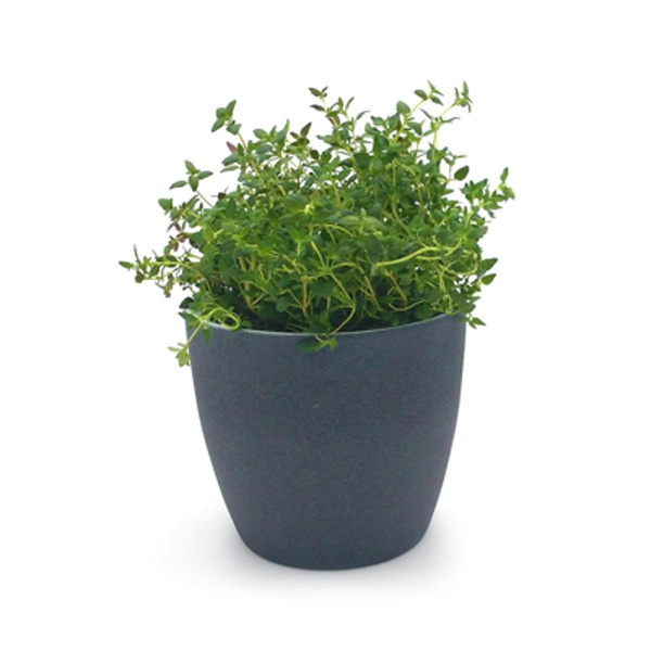 Produktfoto zu Zitronenthymian im Topf vom Klosterberghof