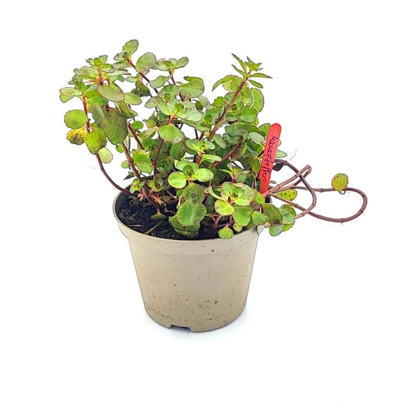 Produktfoto zu Roter Mauerpfeffer im Topf vom Klosterberghof