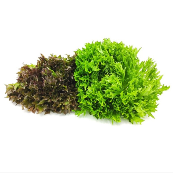 Produktfoto zu Crispysalat