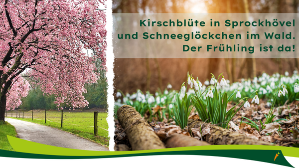 KI generiert: Frühling: Kirschblüte und Schneeglöckchen. Text: "Kirschblüte in Sprockhövel und Schneeglöckchen im Wald. Der Frühling ist da!"