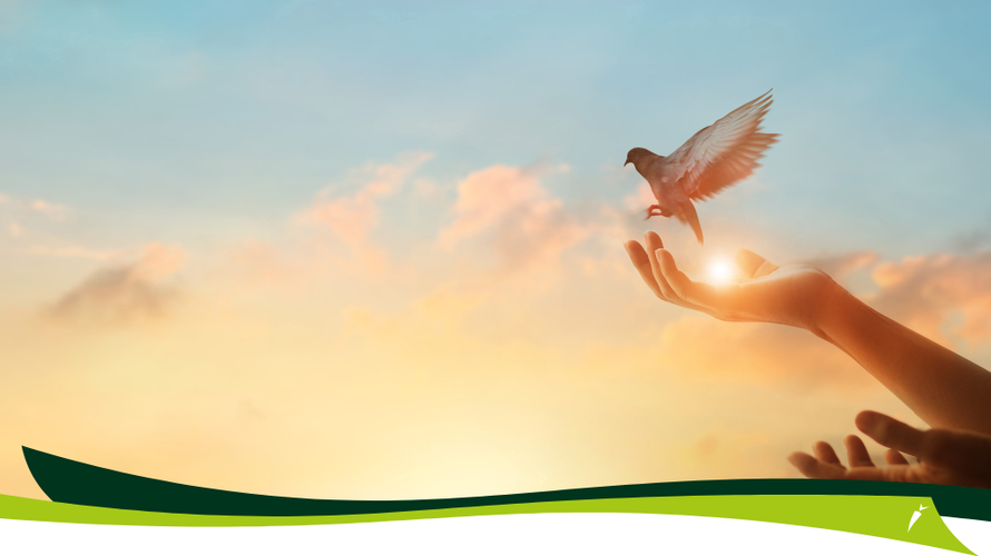 Unser Wochenangebot 52+01