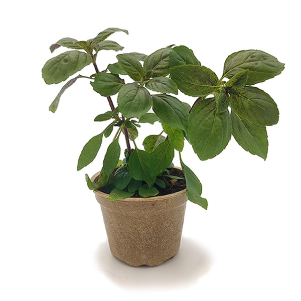 Produktfoto zu Strauchbasilikum im Topf vom Klosterberghof