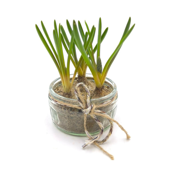 Produktfoto zu Glasschälchen mit Traubenhyazinthen vom Klosterberghof