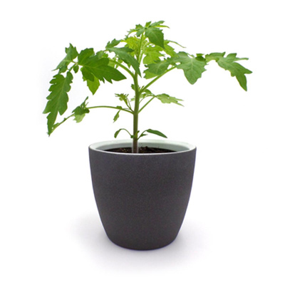 Produktfoto zu Tomatenjungpflanze "Black Cherry" im Topf vom Klosterberghof