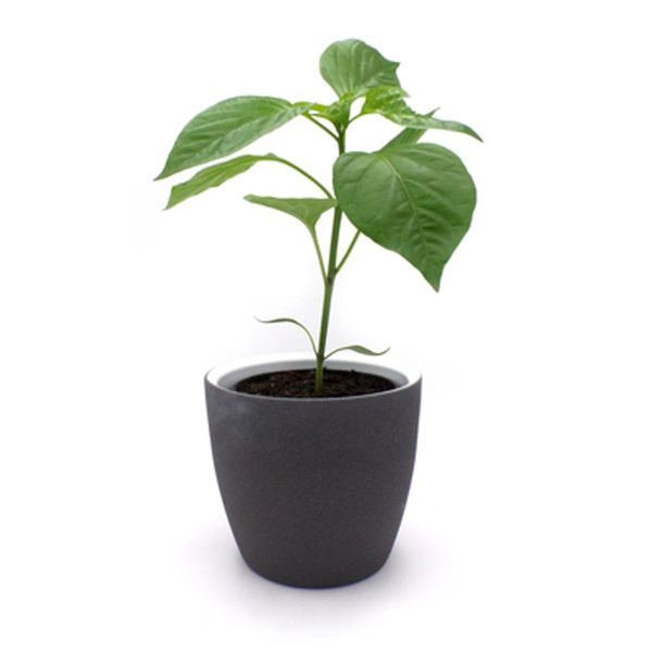 Produktfoto zu Jungpflanze Snackpaprika  im Topf vom Klosterberghof