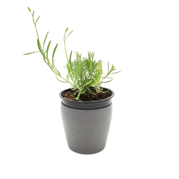 Produktfoto zu Lavendel im Topf vom Klosterberghof