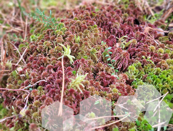 KI generiert: Nahaufnahme von rotem und grünem Moos auf Waldboden, umgeben von trockenen Zweigen.