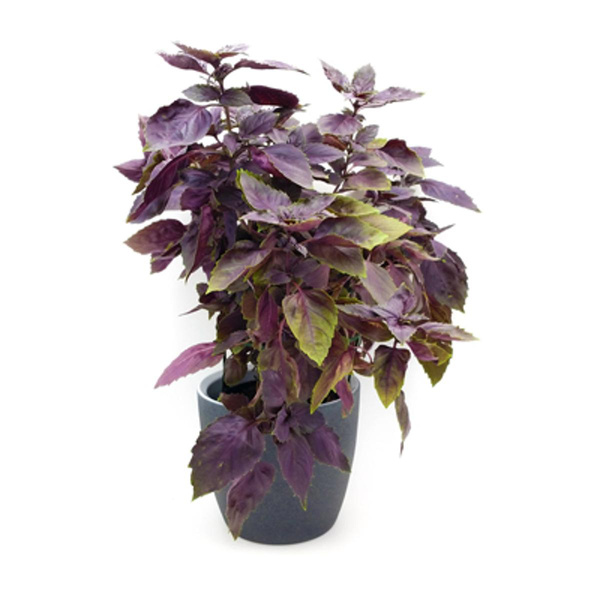 Produktfoto zu Basilikum, rot im Topf vom Klosterberghof