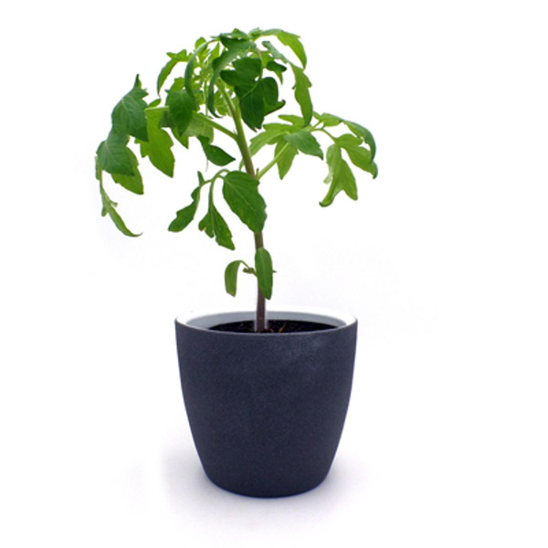 Produktfoto zu Fleischtomatenjungpflanze "St. Pierre" im Topf vom Klosterberghof