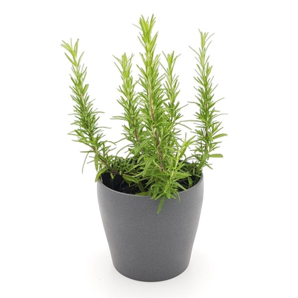 Produktfoto zu Rosmarin  im Topf vom Klosterberghof