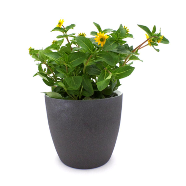 Produktfoto zu Husarenknopf im Topf vom Klosterberghof