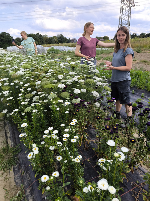 KI generiert: Drei Personen in einem Garten, umgeben von blühenden Pflanzen und Blumenfeldern.