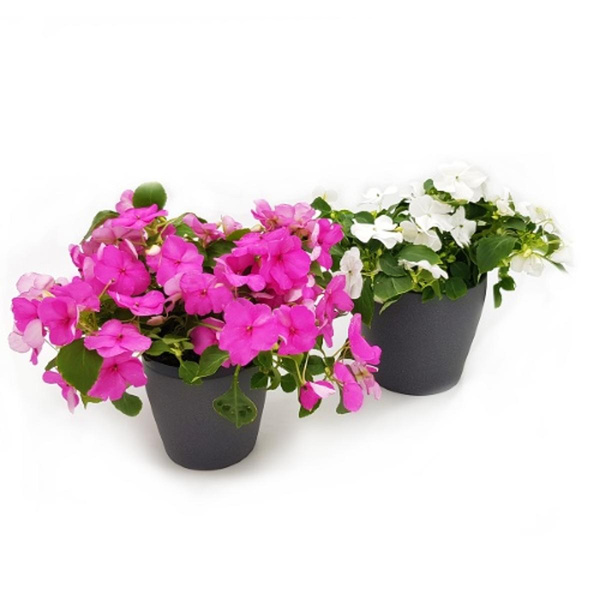 Produktfoto zu Fleißiges Lieschen im Topf vom Klosterberghof