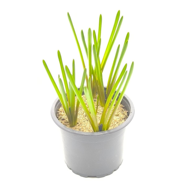 Produktfoto zu Traubenhyazinthen im Topf vom Klosterberghof