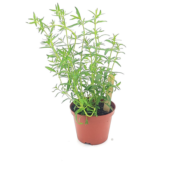 Produktfoto zu Ysop im Topf vom Klosterberghof