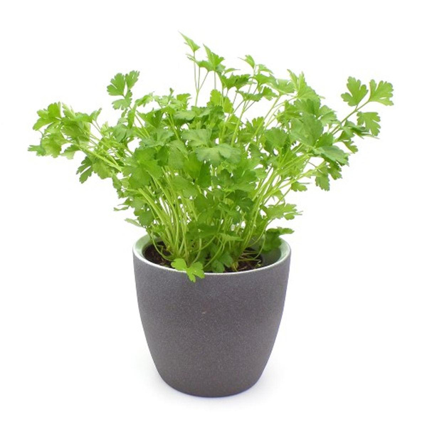 Produktfoto zu Petersilie, glatt im Topf vom Klosterberghof