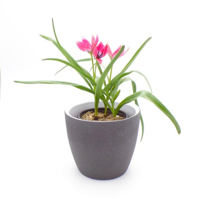 Produktfoto zu Wildtulpe im Topf vom Klosterberghof