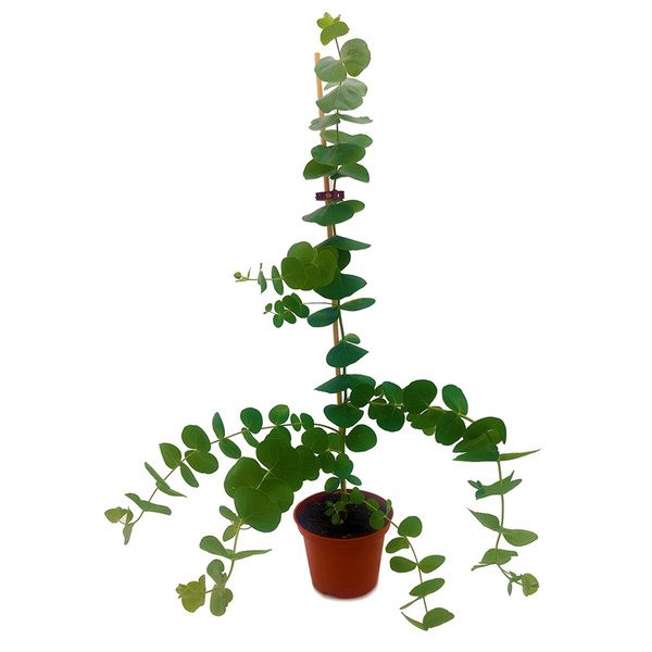 Produktfoto zu Eukalyptus im Topf vom Klosterberghof