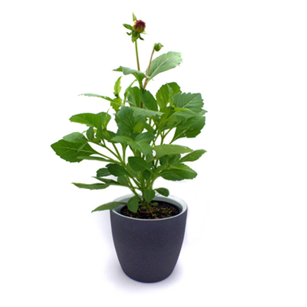 Produktfoto zu Dahlien im Topf vom Klosterberghof