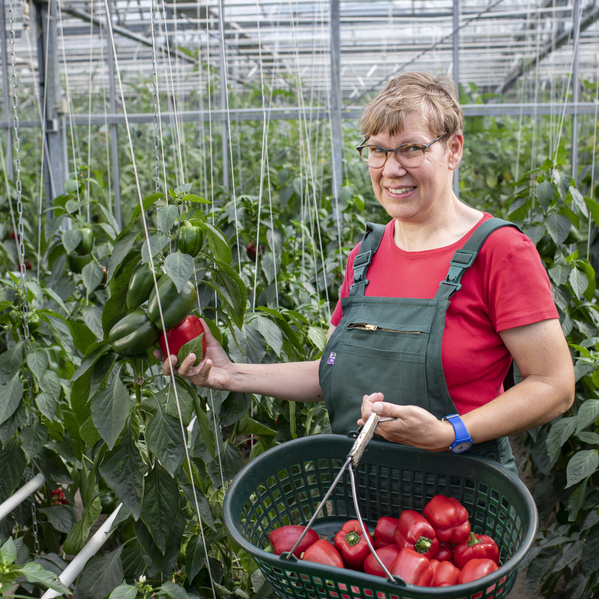 KI generiert: Eine Person erntet Paprika in einem Gewächshaus.