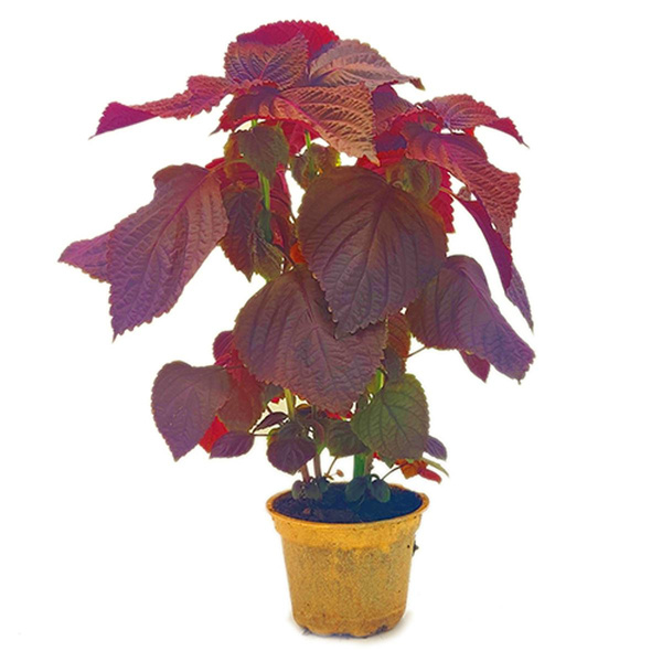 Produktfoto zu Roter Shiso im Topf vom Klosterberghof