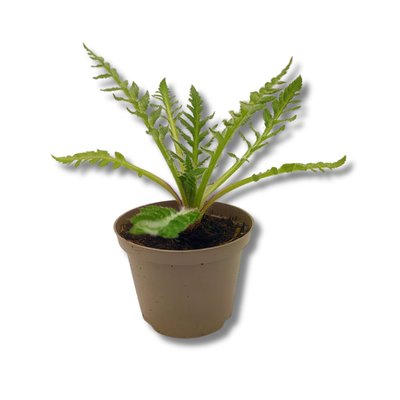 Produktfoto zu Türkischer Mohn im Topf vom Klosterberghof