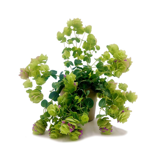 Produktfoto zu Zier-Oregano im Topf vom Klosterberghof