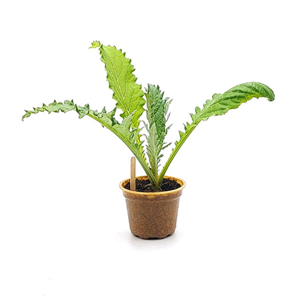 Produktfoto zu Jungpflanze Artischocke im Topf vom Klosterberghof