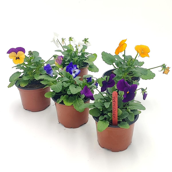 Produktfoto zu Hornveilchen im Topf vom Klosterberghof