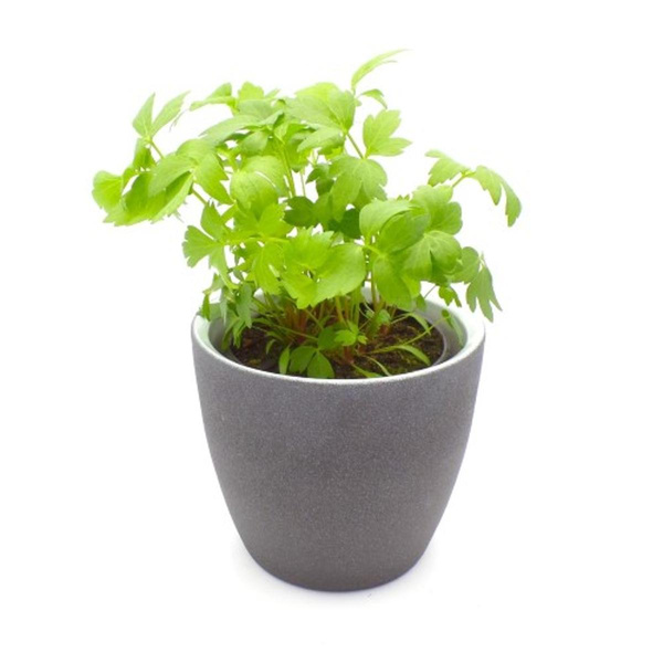 Produktfoto zu Liebstöckel im Topf vom Klosterberghof