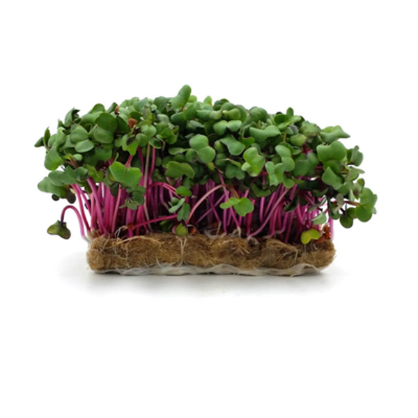 Produktfoto zu Radieschenkresse vom Klosterberghof