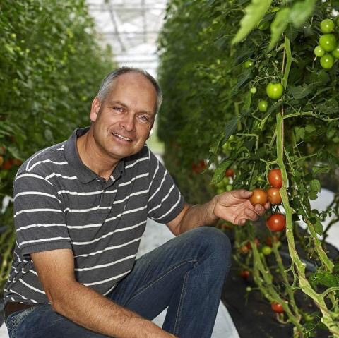 KI generiert: Ein Mann kniet in einem Gewächshaus und inspiziert Tomatenpflanzen.
