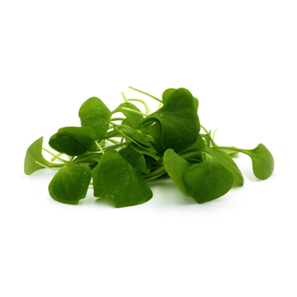 Produktfoto zu Postelein