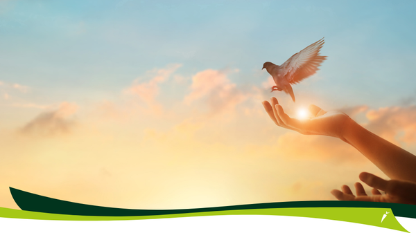 KI generiert: Das Bild zeigt eine ausgestreckte Hand, die einen fliegenden Vogel freilässt, vor einem Himmel mit sanft leuchtendem Sonnenuntergang. Der Hauptinhalt symbolisiert Freiheit und Hoffnung.