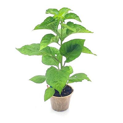 Produktfoto zu Balkongemüse Chili Habanero  im Topf vom Klosterberghof