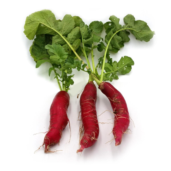 Produktfoto zu Rettich rot im Bund vom Trantenrother Hof