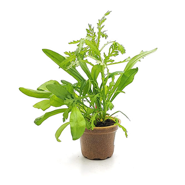 Produktfoto zu Essbare Blüten Mix im Topf vom Klosterberghof