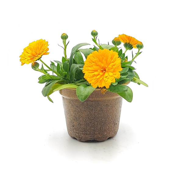 Produktfoto zu Ringelblume_Calendula im Topf vom Klosterberghof