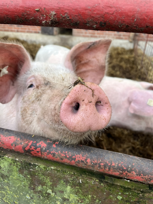 KI generiert: Ein Schwein steckt neugierig seine Nase durch ein Gitter.
