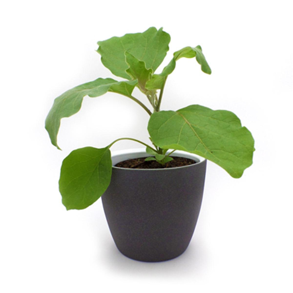 Produktfoto zu Aubergine Jungpflanze im Topf vom Klosterberghof