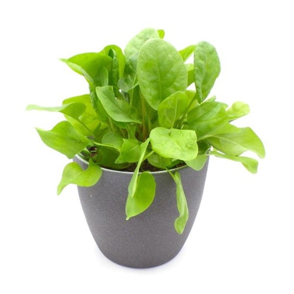 Produktfoto zu Sauerampfer im Topf vom Klosterberghof