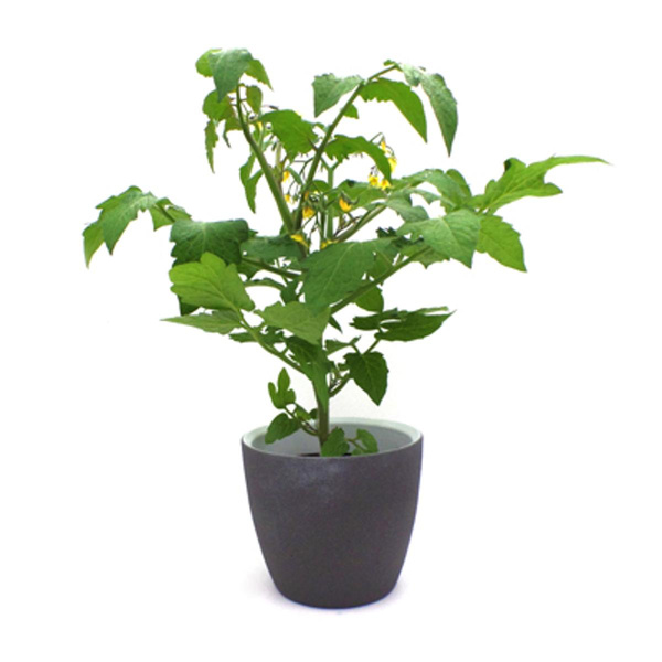 Produktfoto zu Balkontomate im Topf vom Klosterberghof